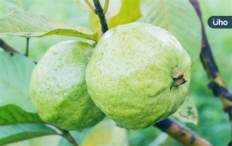 榕樹芭樂可以吃嗎|芭樂營養價值、功效、熱量